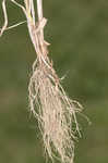 Field brome